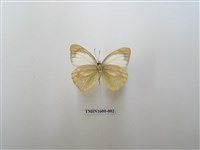 藏品(淡褐脈粉蝶)的圖片